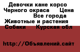 Девочки кане корсо. Черного окраса.  › Цена ­ 65 000 - Все города Животные и растения » Собаки   . Курская обл.